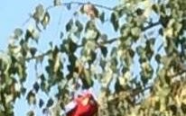 BABICE. Wyfrunęła z klatki i lata po wsi. Czerwona papuga na wolności. Właściciel pilnie poszukiwany