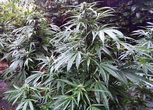 ZABORZE. Leśna plantacja konopi indyjskich już nie taka tajemnicza...