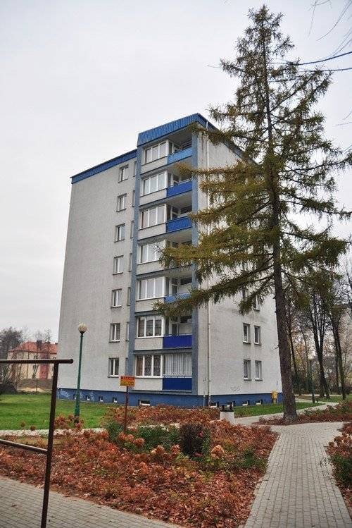 OŚWIĘCIM. Na Chrobrego 3 mieszkańcom utrudnia życie... modrzew. Przerósł już blok i może się złamać. Los drzewa spoczywa w rękach starosty