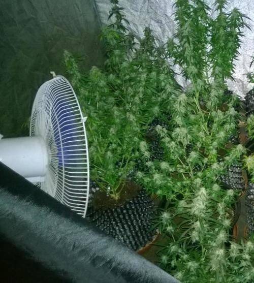 CHEŁMEK. Policjanci zlikwidowali domową uprawę konopi indyjskich