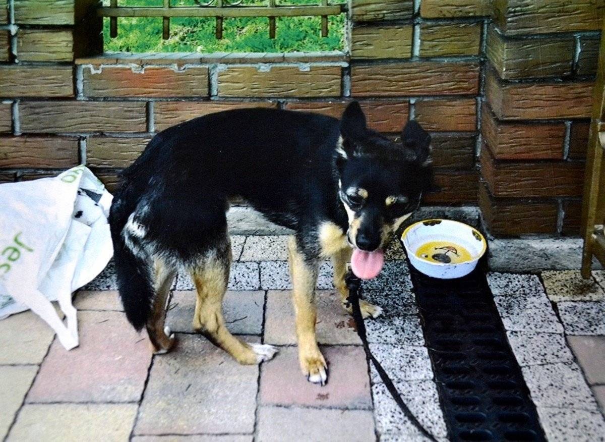 STAWY MONOWSKIE. Przywiązał psa do ogrodzenia i zniknął.