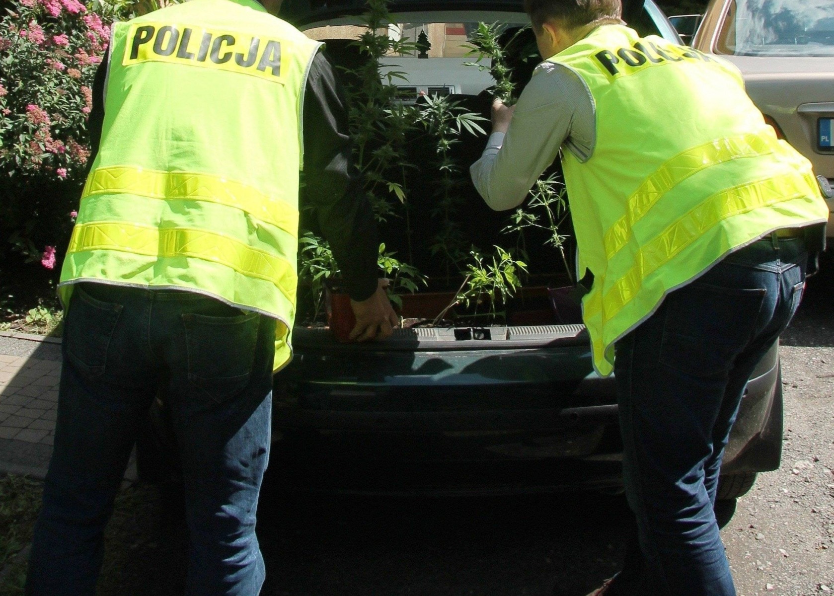 ZATOR. 36-latek zatrzymany. Zajmował się uprawą konopi indyjskich