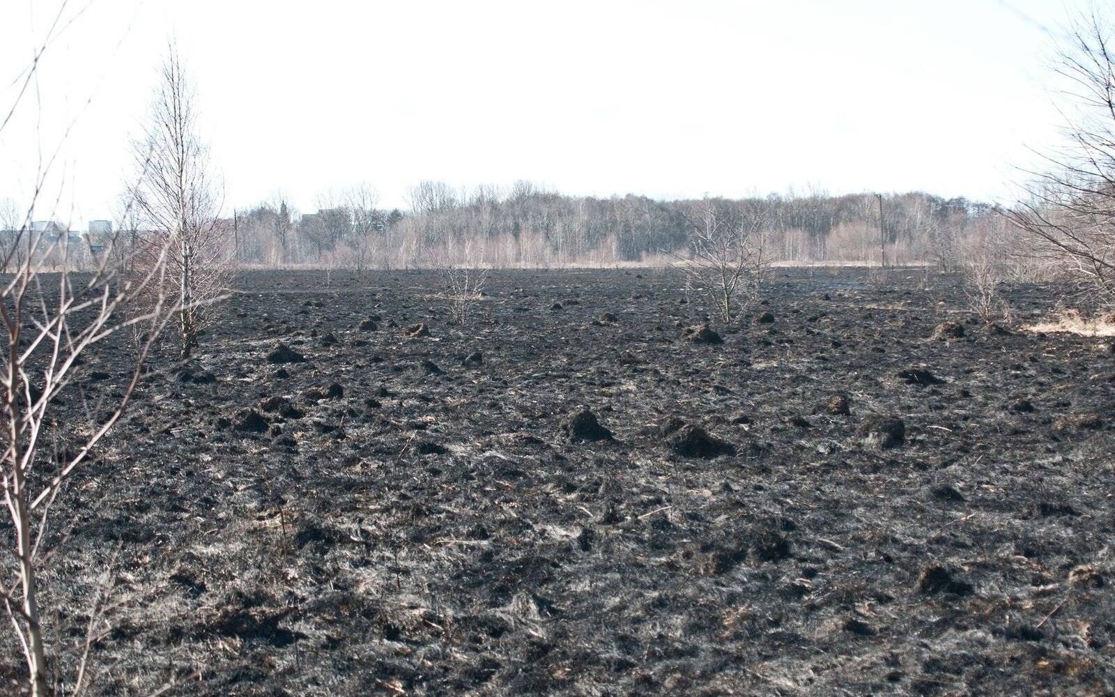 POWIAT. Strażacy apelują o rozsądek. A trawy jak płonęły, tak płoną na wiosnę