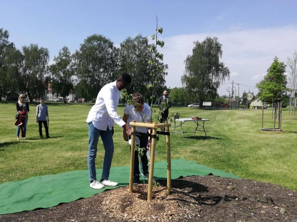 OŚWIĘCIM. Lipa z Bawarii w Alei Drzew Pamięci na Zasolu