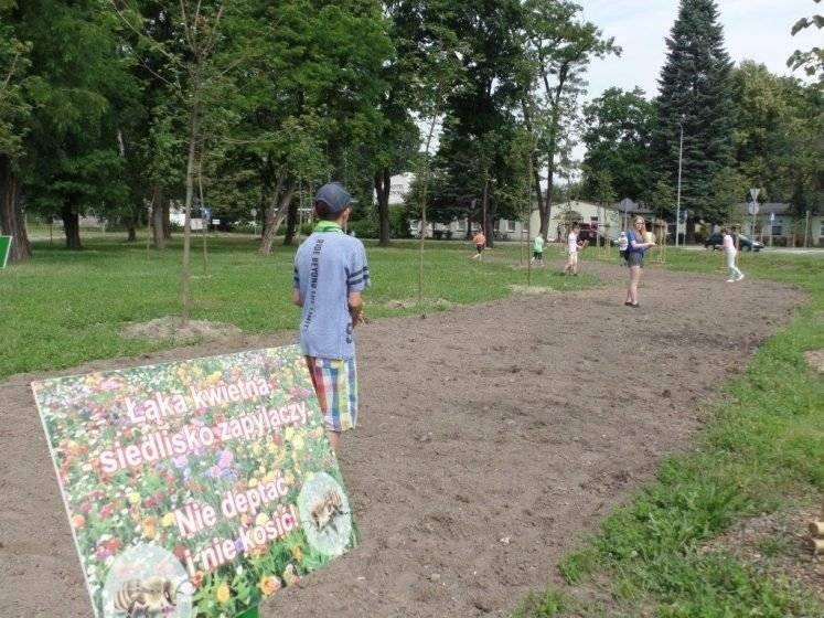 OŚWIĘCIM. Pachnąca łąka wyrośnie u zbiegu ul. Chemików i Dąbrowskiego