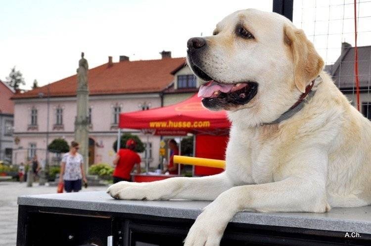 KĘTY. "Podaj łapę", czyli czworonogi w centrum uwagi