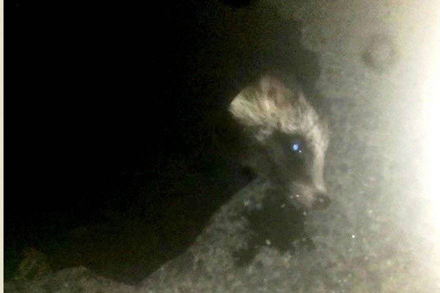 CHEŁMEK. Potrąconemu jenotowi pomogli ludzie o dobrym sercu