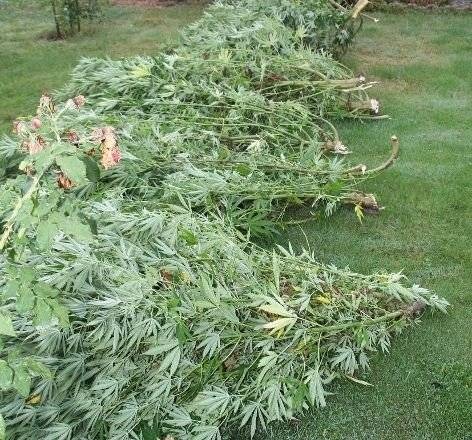 GMINA OŚWIĘCIM. Konopie indyjskie wycięte w pień. Właściciel plantacji z zarzutami