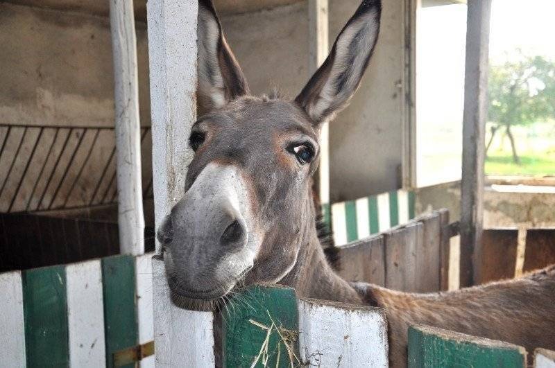 KĘTY. Nie ma nic do ukrycia. Dni otwarte... w gospodarstwie burmistrza!