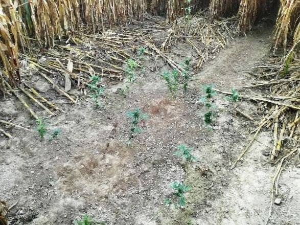 OSIEK. Konopie indyjskie ukrył w środku pola kukurydzy. "Plantator" poszukiwany