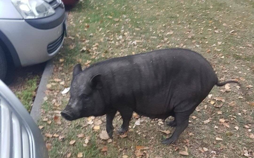 CHEŁMEK. To nie dzik. Świnka wietnamska zatrzymana... przez Policję