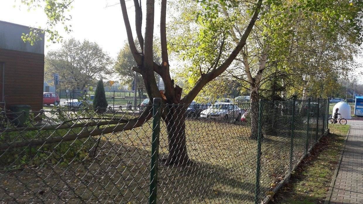 OŚWIĘCIM. Z tego drzewa lecą nie tylko liście. Tylko czekać na nieszczęście