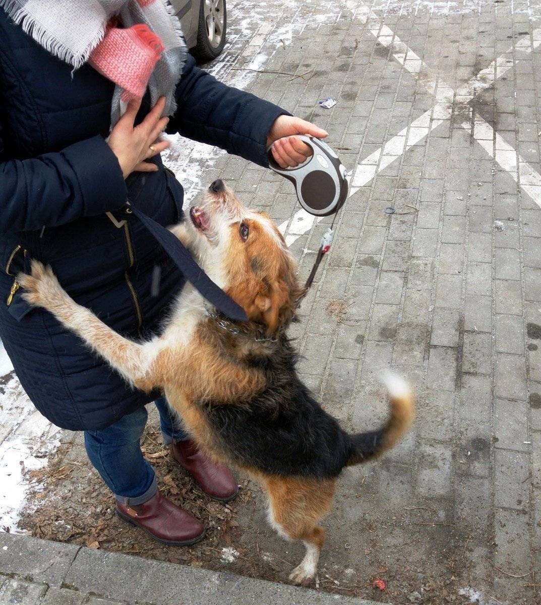 BRZESZCZE. 34-letni porywacz psów w rękach policji