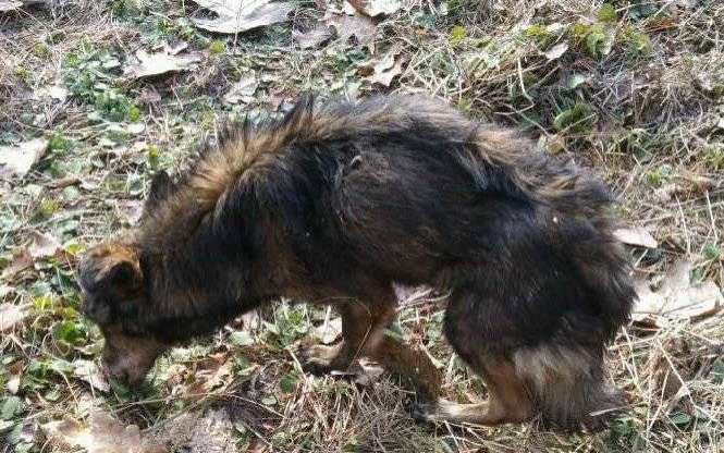 BRZESZCZE. Dzielnicowi odnaleźli i zaopiekowali się wałęsającym czworonogiem