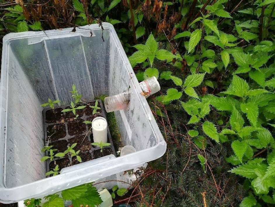 OSIEK. Policjanci poszukują plantatora leśnej uprawy konopi indyjskich