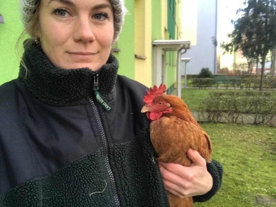 OŚWIĘCIM. Kura spacerowała po Osiedlu Chemików…