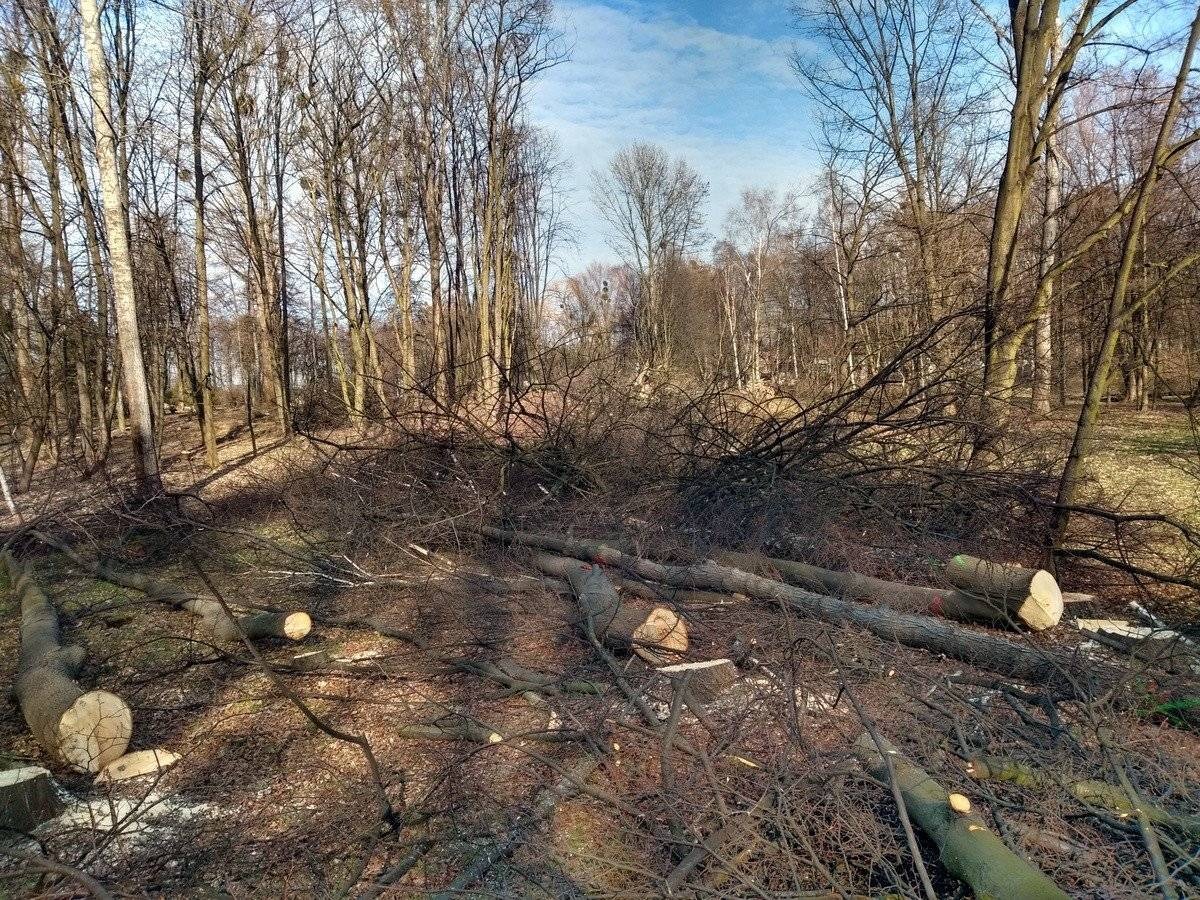 OŚWIĘCIM. Powstaje park Pokoju. Łącznie zostanie wcięte około 320 drzew