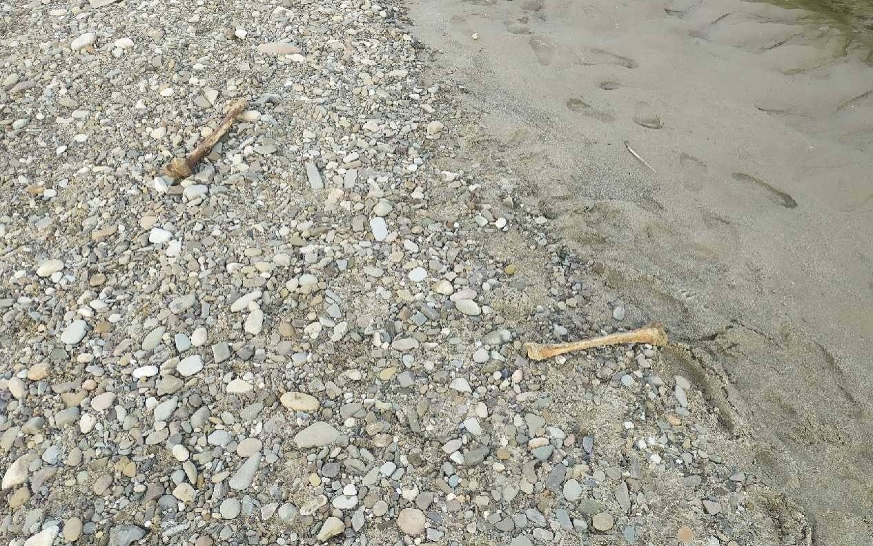 OŚWIĘCIM. Kości ludzkie odnalezione w rzece Sole