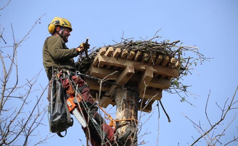 Na bociana z Zasola czekało nowe gniazdo - InfoBrzeszcze.pl