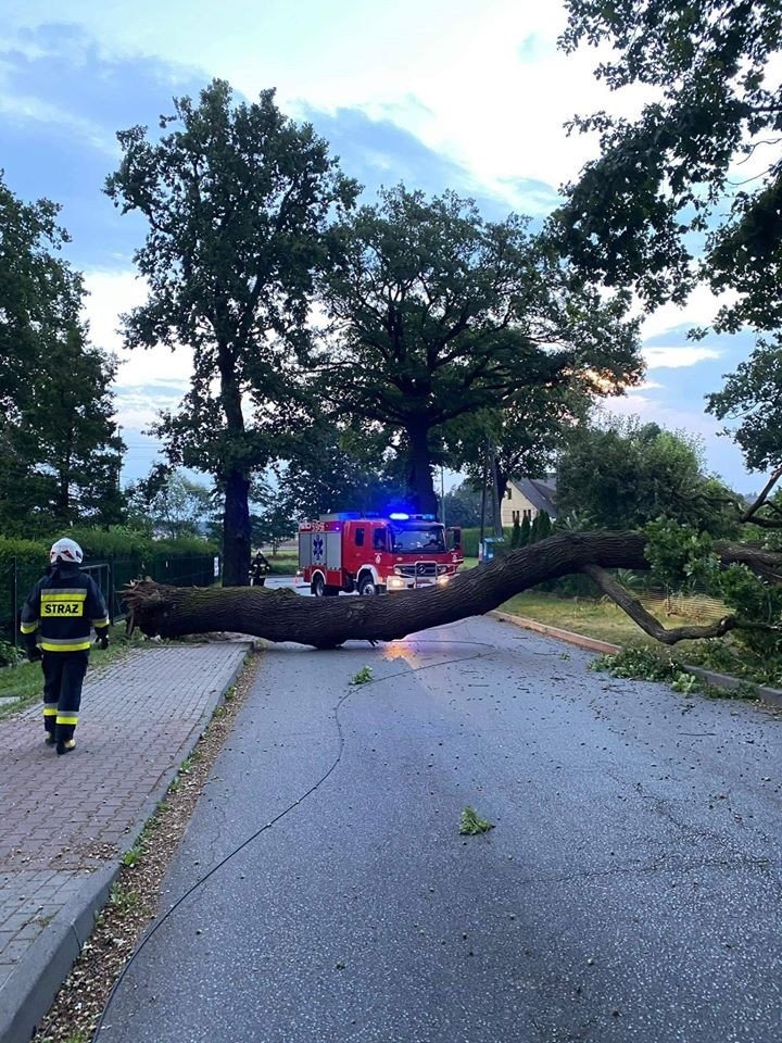 O krok od tragedii. Drzewo runęło na jezdnię - VIDEO - InfoBrzeszcze.pl