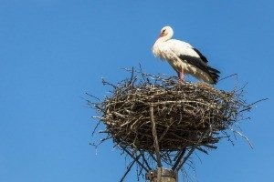 Nowe bocianie gniazdo. - InfoBrzeszcze.pl