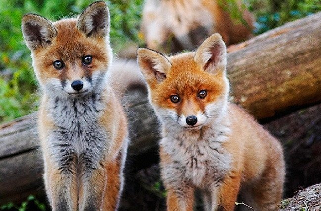 Akcja szczepienia lisów wolno żyjących przeciwko wściekliźnie - InfoBrzeszcze.pl