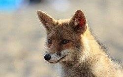 Komunikat dotyczący ochronnego szczepienia lisów