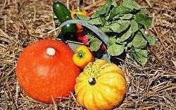 Komunikat dotyczący dalszego wsparcia kryzysowego producentów owoców i warzyw