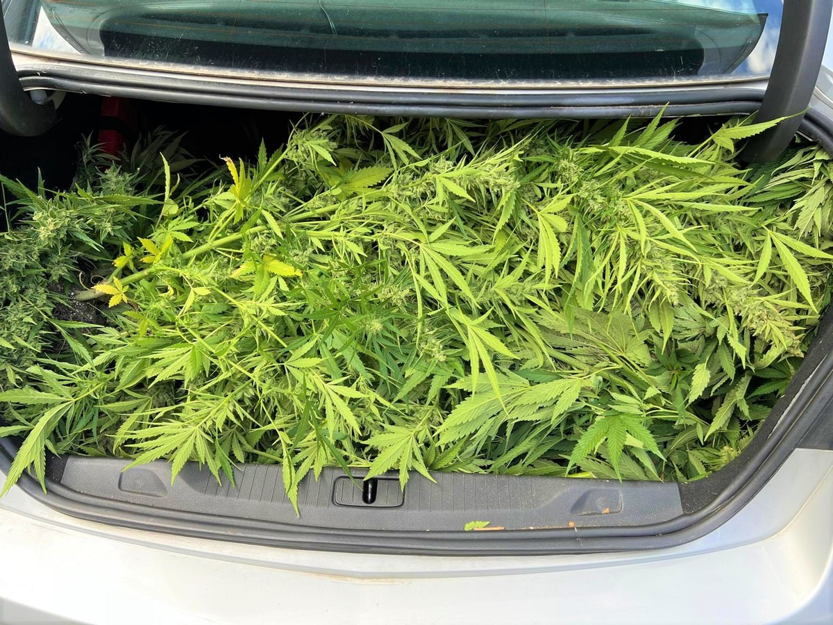 Oświęcim. Policjanci zlikwidowali nielegalną uprawę konopi indyjskich