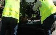 Zator. Policjanci zlikwidowali domową plantację konopi indyjskich