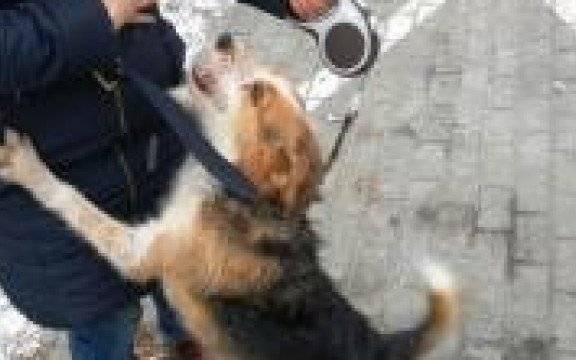 Brzeszcze. Dzielnicowi rozpracowali „psiego porywacza”