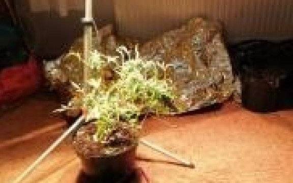 Polanka Wielka. Młody plantator konopi indyjskich z zarzutami