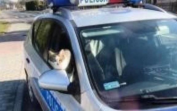 Oświęcim. Ciekawski futrzak zakradł się do radiowozu