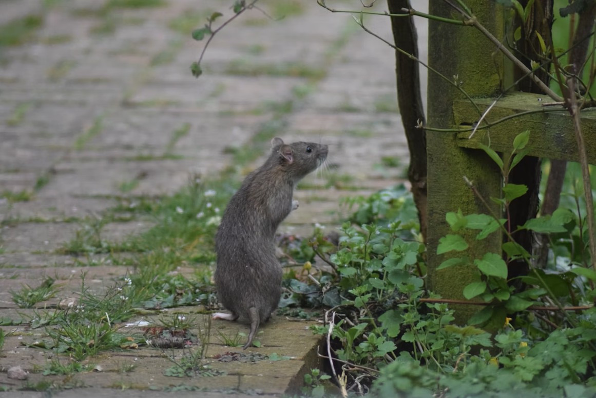 Oświęcim. Uwaga! Czas na deratyzację!
