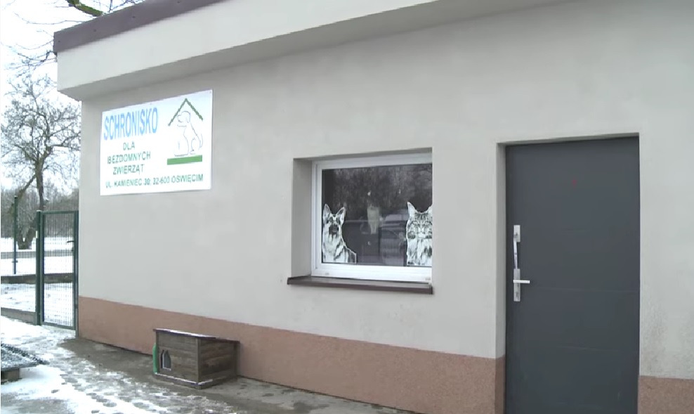 Oświęcim. Wojewoda Małopolski: zwierzęta w schronisku w pełni bezpieczne