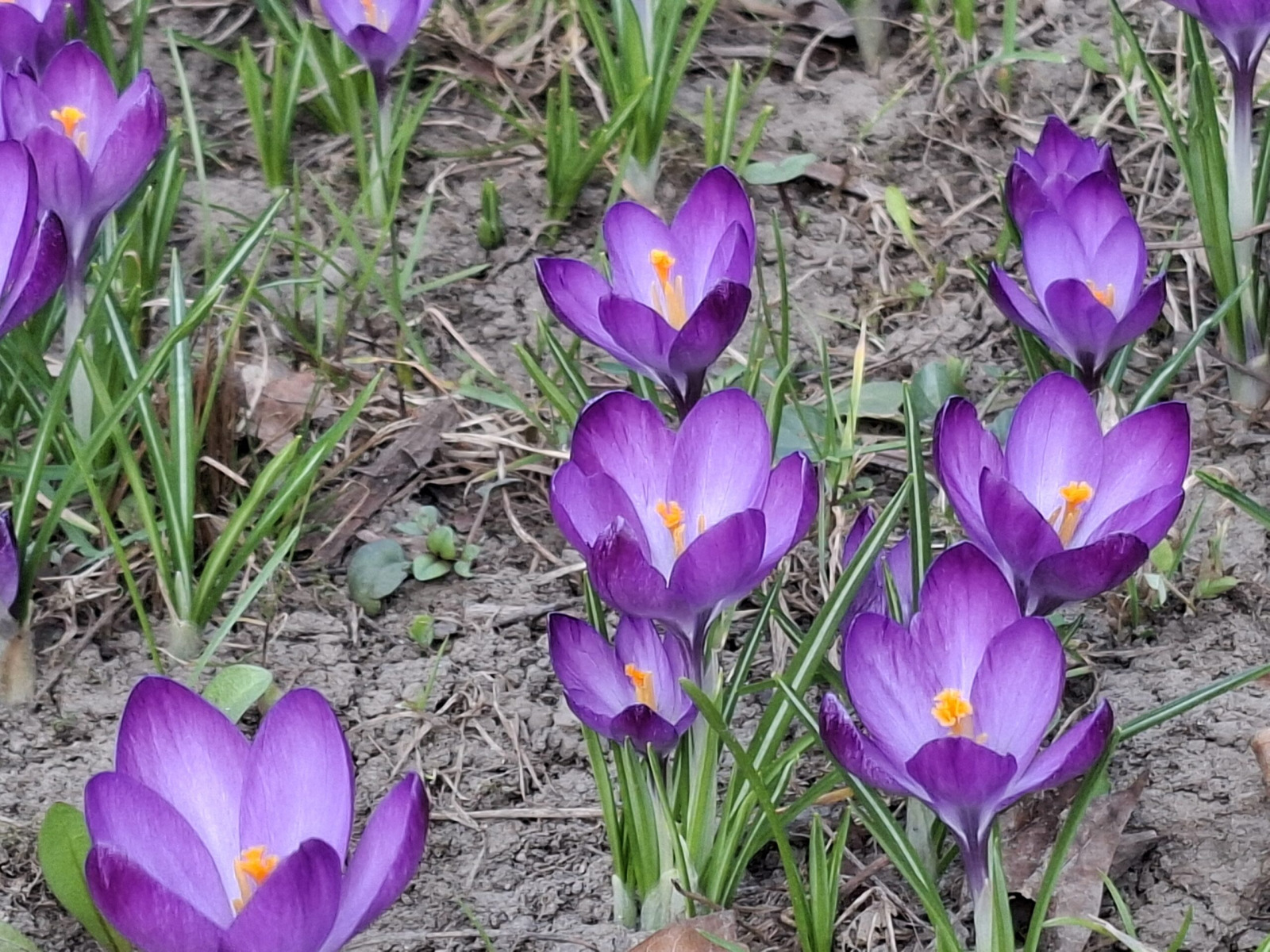 Oświęcim. Tu już jest wiosna! Bulwary zachwycają!