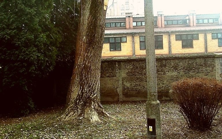 Oświęcim. Nowe domki dla sikorek, mazurków i kowalików