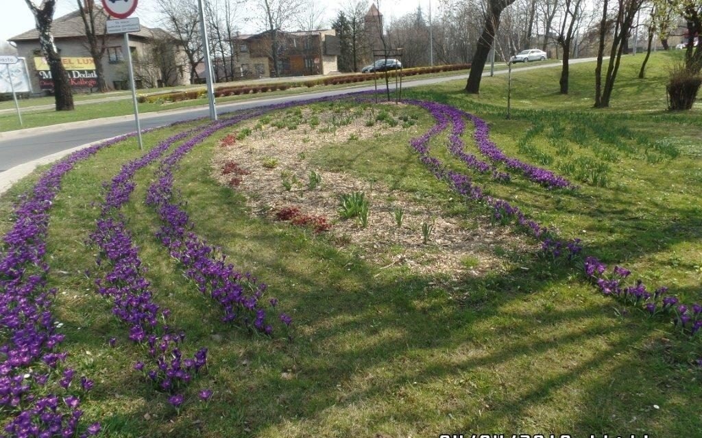Oświęcim. Krokusy zakwitły przy rondzie K. Płonki