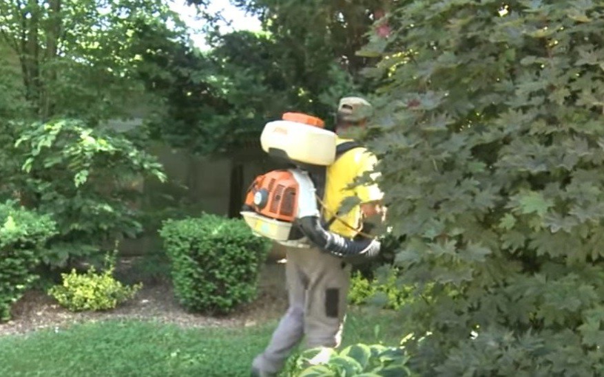 Oświęcim. Trwa walka miasta z komarami