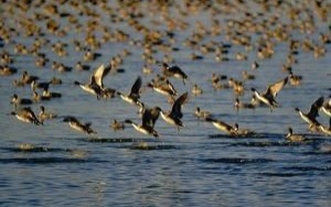 Oświęcim. HPAI - ptasia grypa