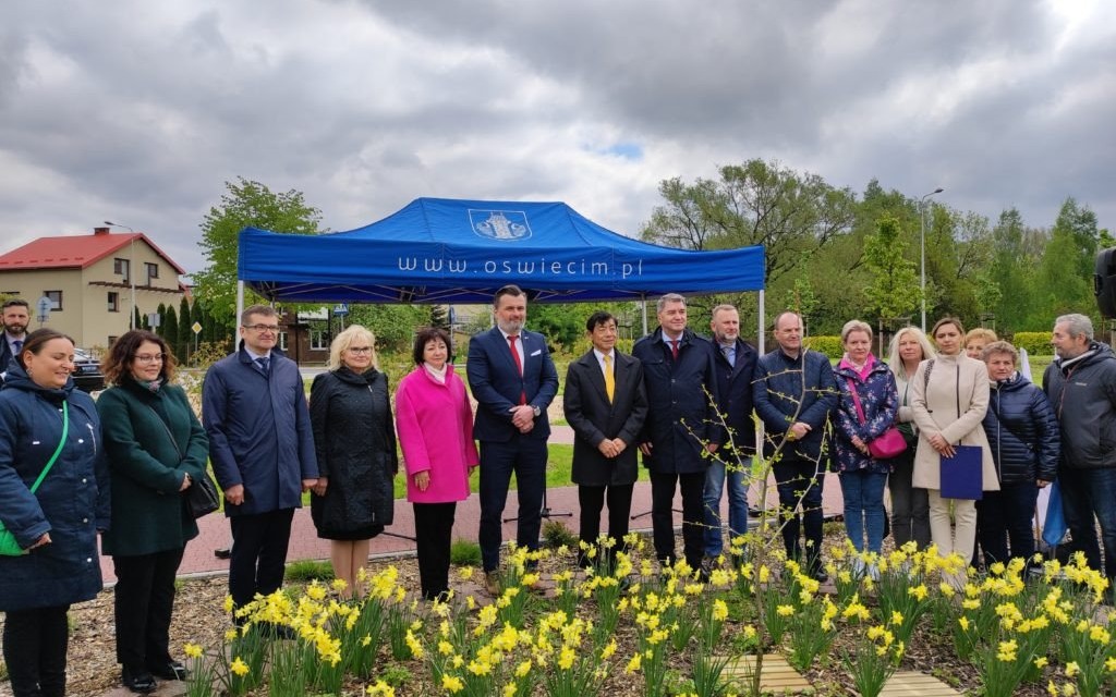 Oświęcim. Miłorząb z Hiroszimy, świadek historii, symbol nadziei na przetrwanie rośnie w Alei Drzew Pamięci na Zasolu