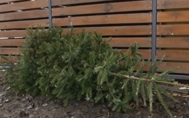 Oświęcim. Odbiór choinek