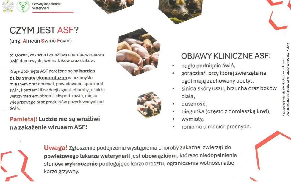 Powiatowy lekarz weterynarii w Oświęcimiu informuje o rozprzestrzenianiu się na terytorium Polski zakaźnej choroby wirusowej ASF